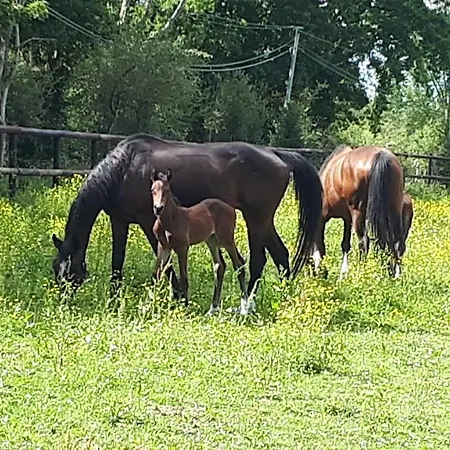 Gite Du Haras Moult Esterno foto