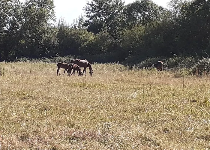 Gite Du Haras