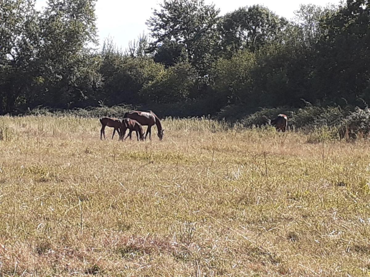 Appartement Du Haras Moult